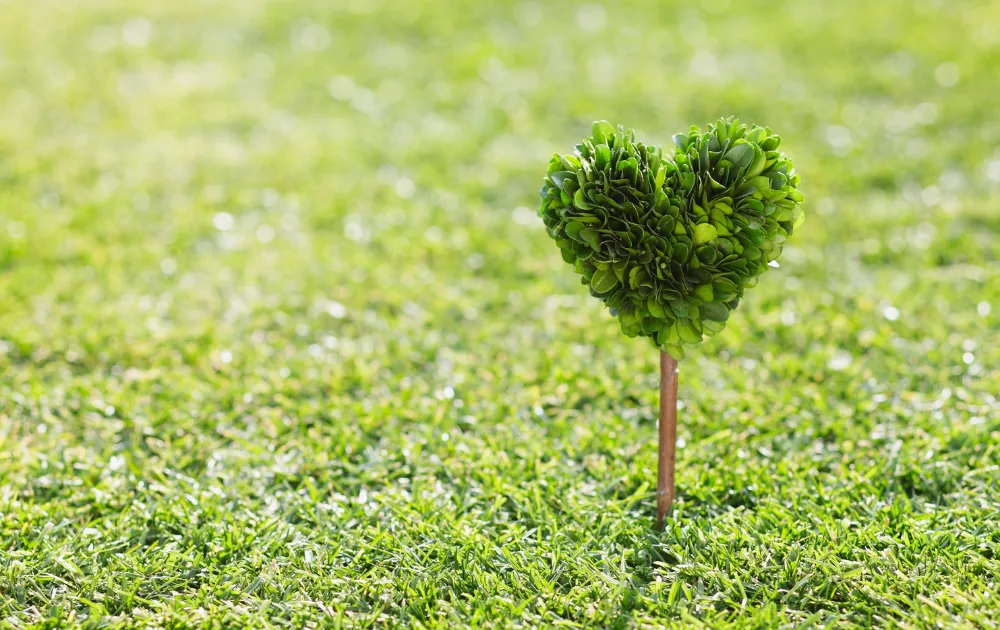 自分に合う病棟選びを表す、芝生に立つハート形の植物